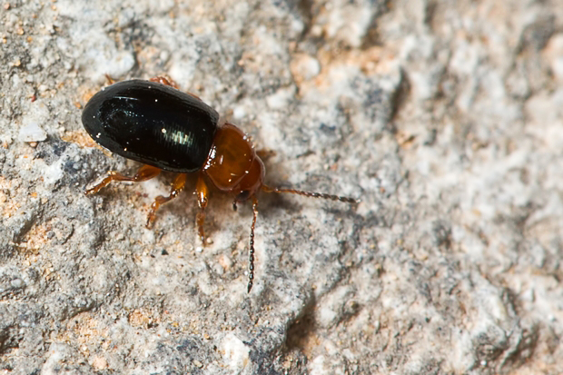 Podagrica malvae(?) (Chrysomelidae)